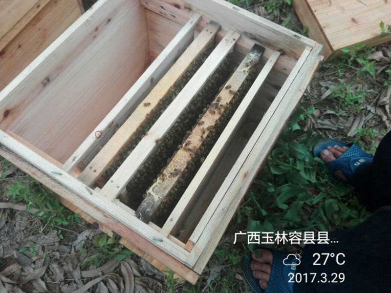 广西特产龙眼树的龙眼蜜包装2斤农家果树下的中华蜂蜜