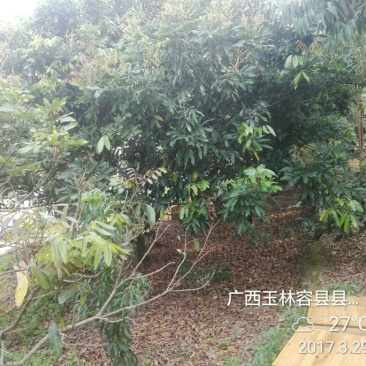 广西特产龙眼树的龙眼蜜包装2斤农家果树下的中华蜂蜜