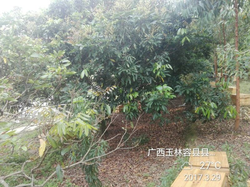 广西特产龙眼树的龙眼蜜包装2斤农家果树下的中华蜂蜜