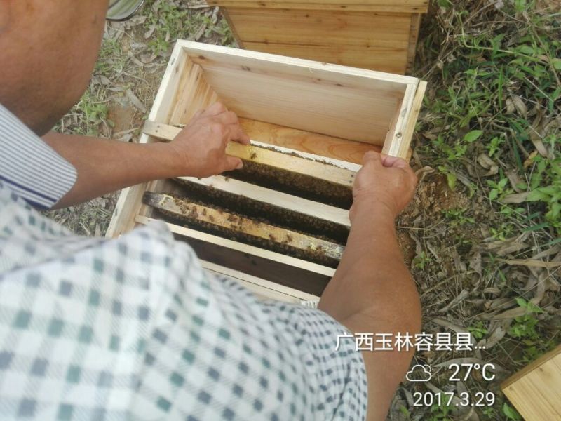 广西特产龙眼树的龙眼蜜包装2斤农家果树下的中华蜂蜜