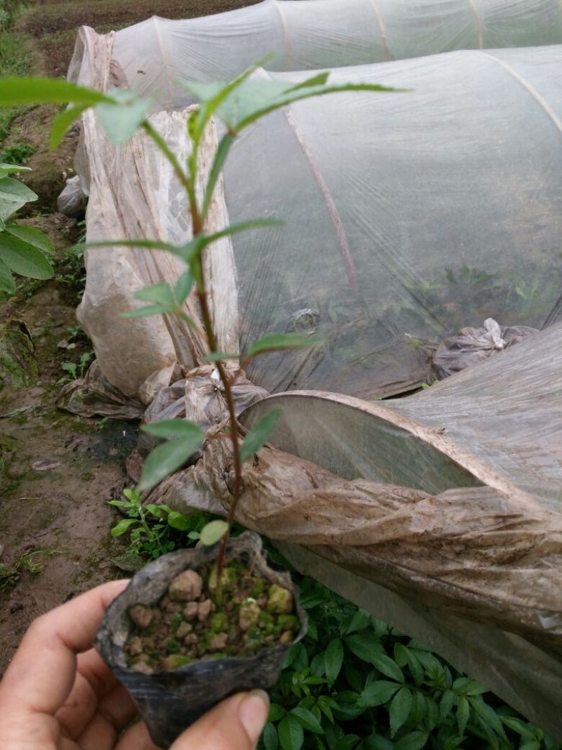 花椒苗0.5~1年