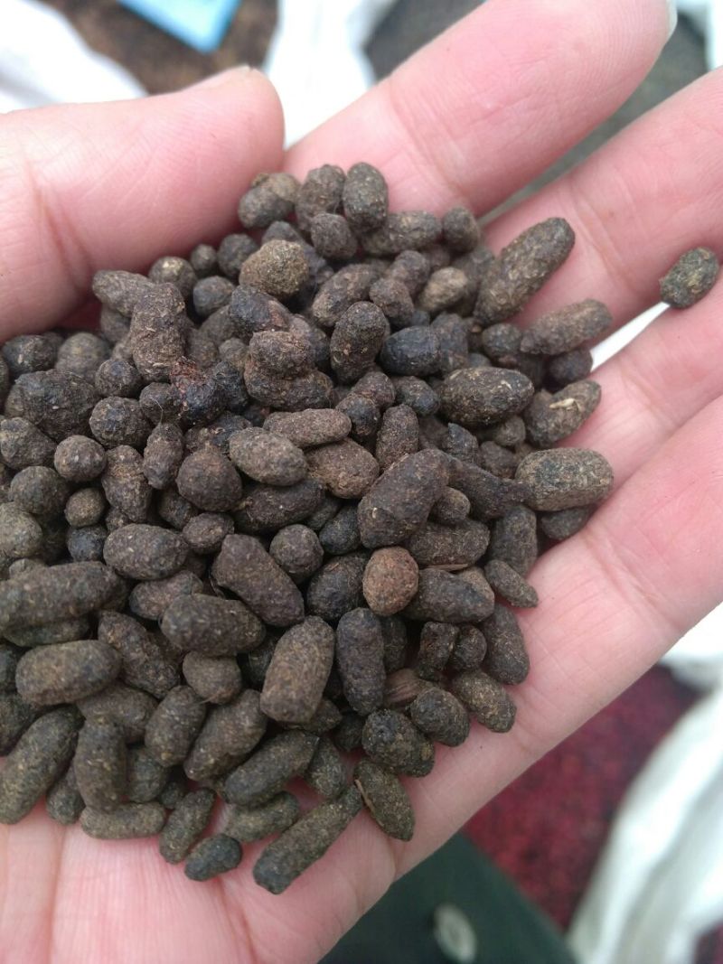 五灵脂纯货大粒选货中药材用散装量大从优