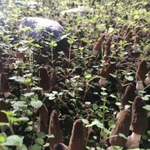 云南新鲜羊肚菌批发野生羊肚菌野生菌食用菌干货