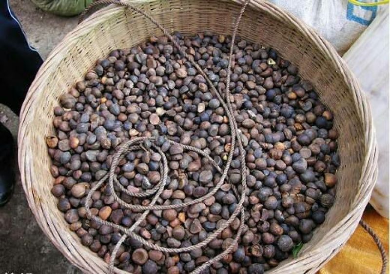 茶树油