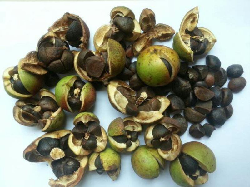 茶树油