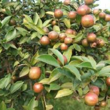 茶树油