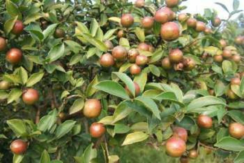 茶树油