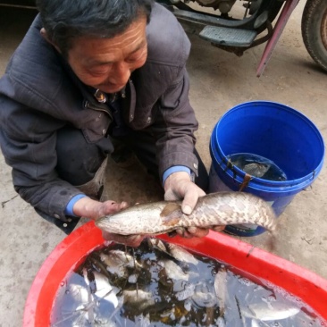 白鲫食用