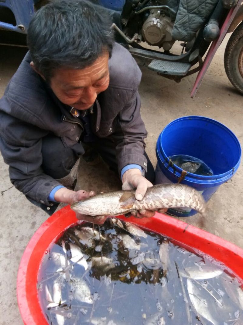 白鲫食用
