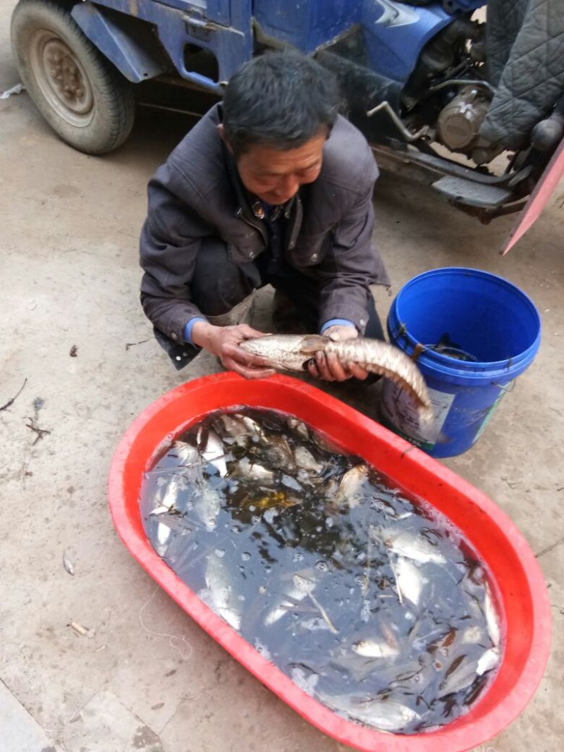 白鲫食用
