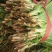 平韭6号韭菜头茬