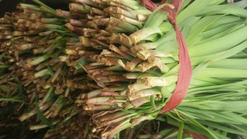 平韭6号韭菜头茬