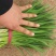 平韭6号韭菜头茬