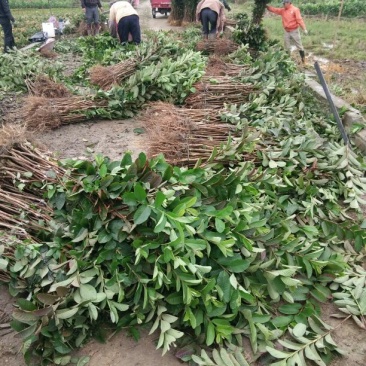西瓜番石榴苗30~50cm