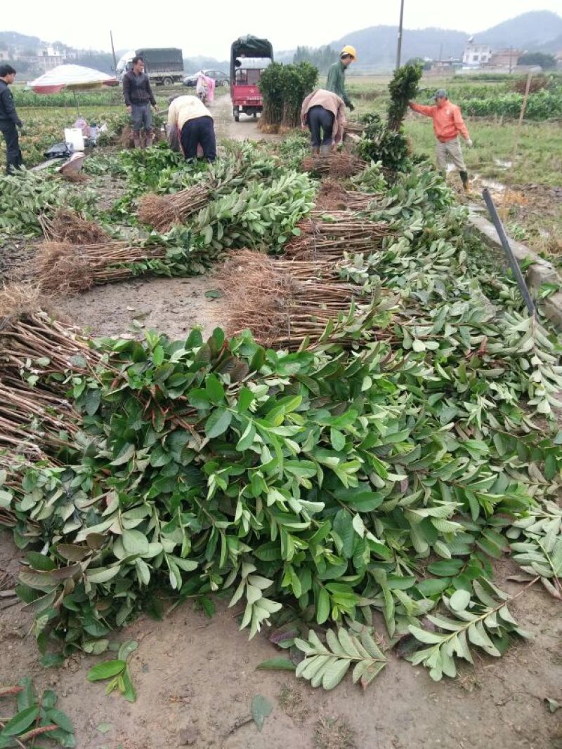 西瓜番石榴苗30~50cm