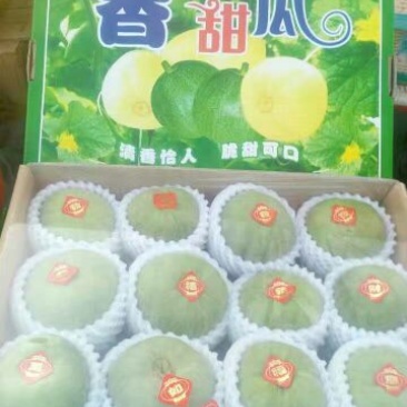 河北省唐山市乐亭县绿宝石甜瓜博洋九陆续上市欢迎联系