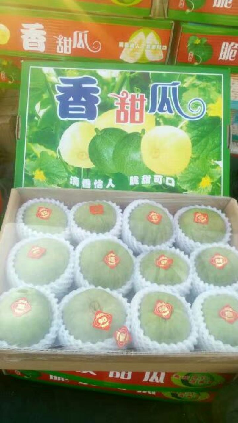 河北省唐山市乐亭县绿宝石甜瓜博洋九陆续上市欢迎联系