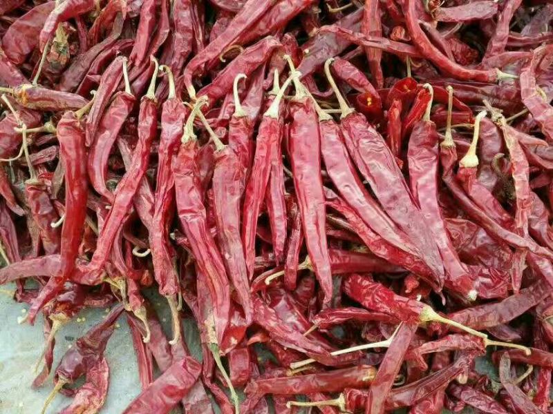 售油椒干辣椒精品9成干以上干度好色度好产地直销