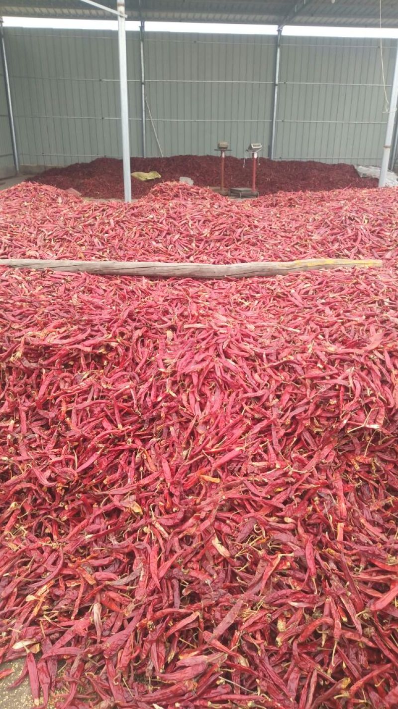 售油椒干辣椒精品9成干以上干度好色度好产地直销