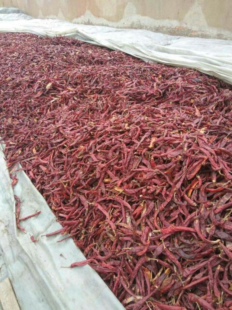 售油椒干辣椒精品9成干以上干度好色度好产地直销