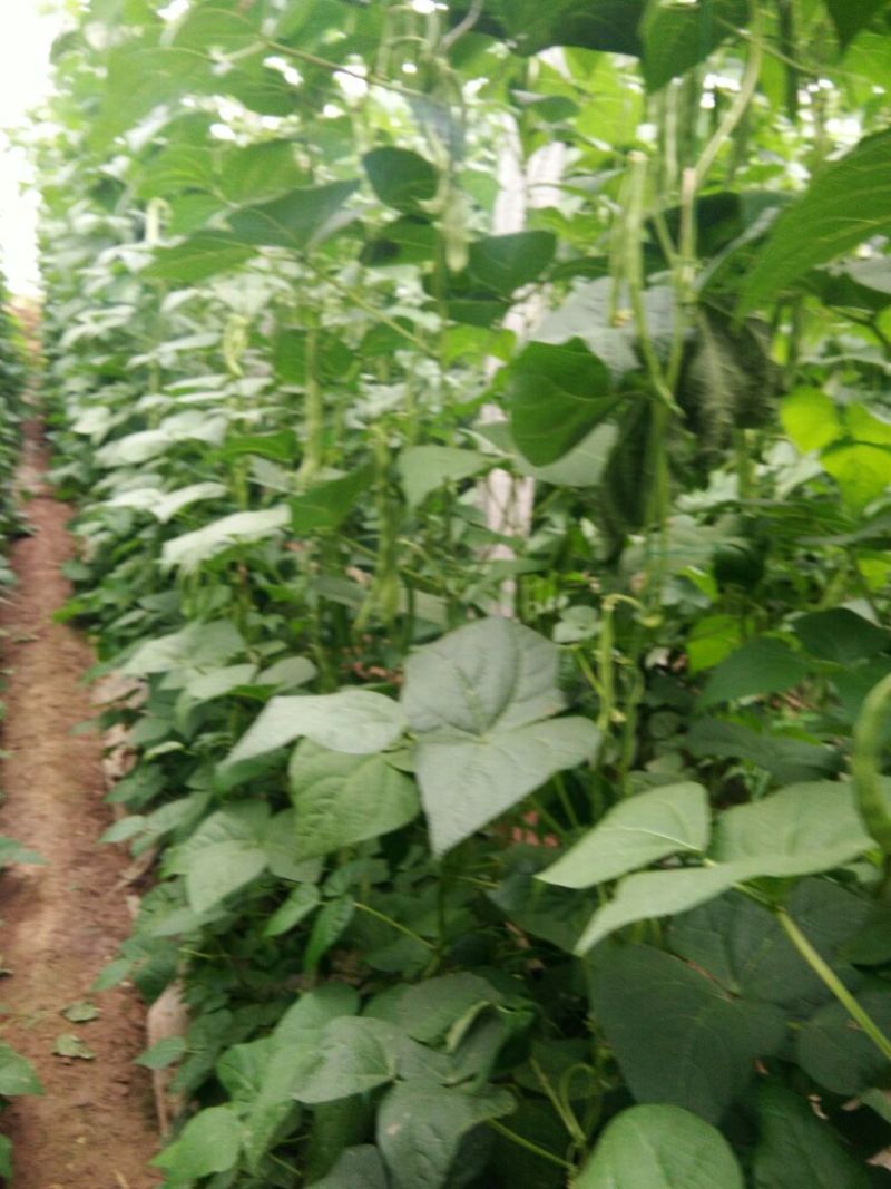 热卖扁青芸豆大扁山东扁豆代加工包装大量上市中