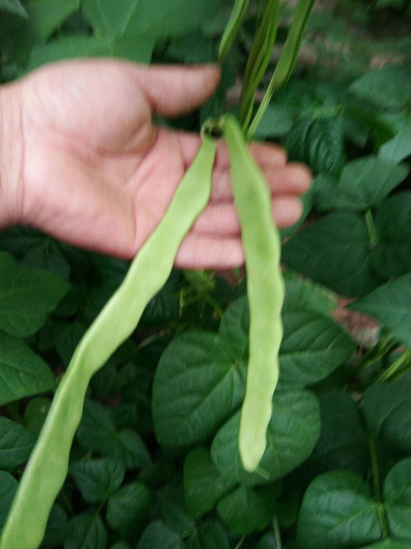 热卖扁青芸豆大扁山东扁豆代加工包装大量上市中
