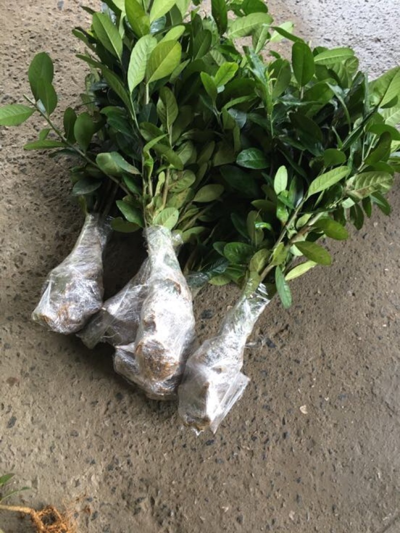 香水柠檬树苗无籽黄柠檬苗西柠檬苗青柠檬苗