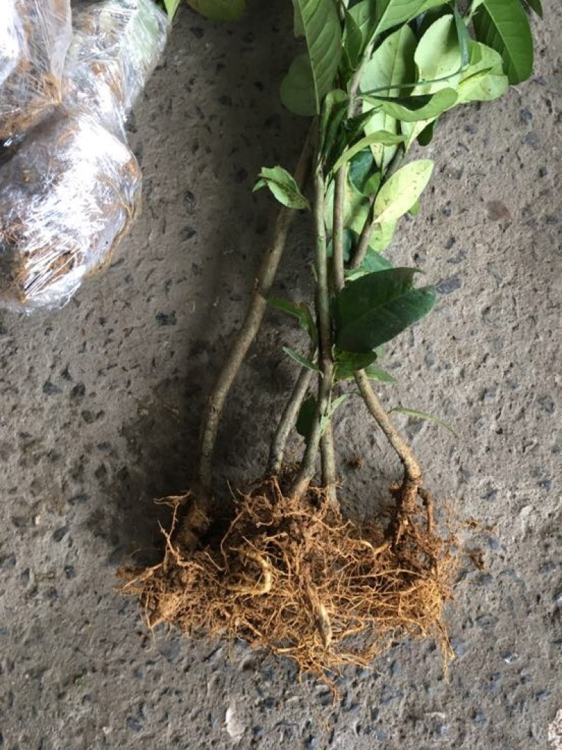香水柠檬树苗无籽黄柠檬苗西柠檬苗青柠檬苗