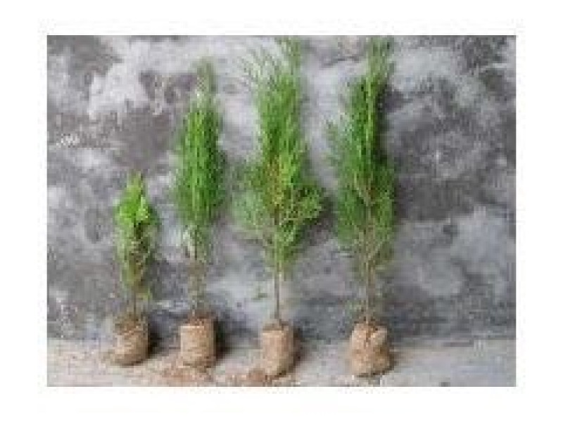 1年侧柏苗基地直供诚信经营，质量保证就地看货就地挖