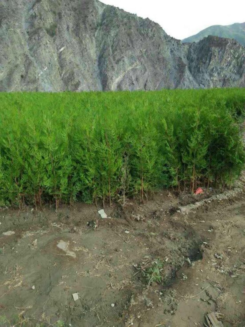 1年侧柏苗基地直供诚信经营，质量保证就地看货就地挖