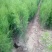 1年侧柏苗基地直供诚信经营，质量保证就地看货就地挖