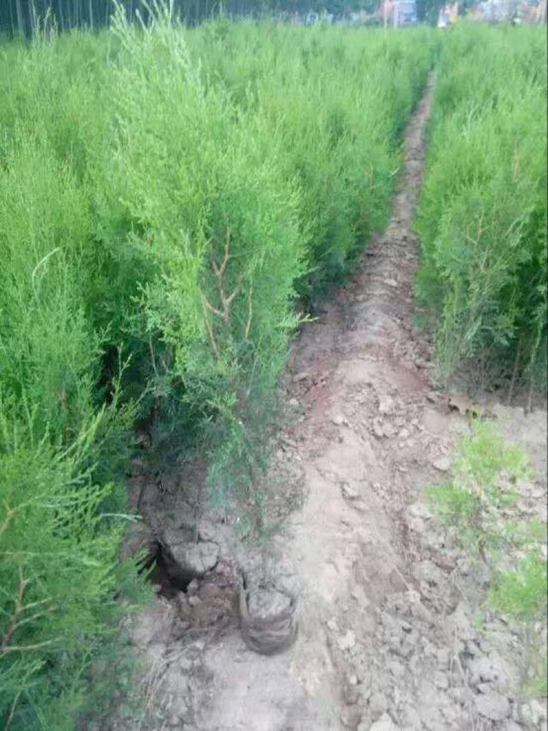 1年侧柏苗基地直供诚信经营，质量保证就地看货就地挖