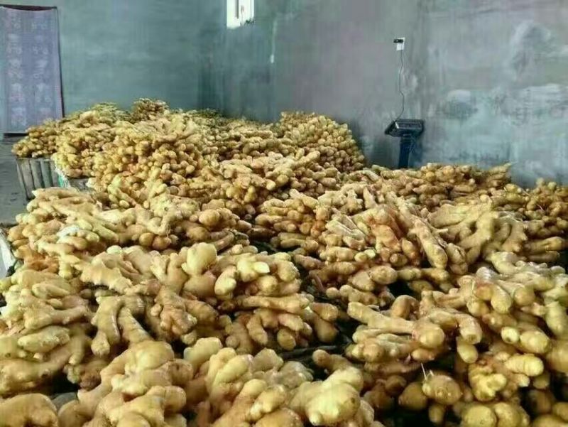 山东大黄姜不带土6两以上保证质量可视频看货