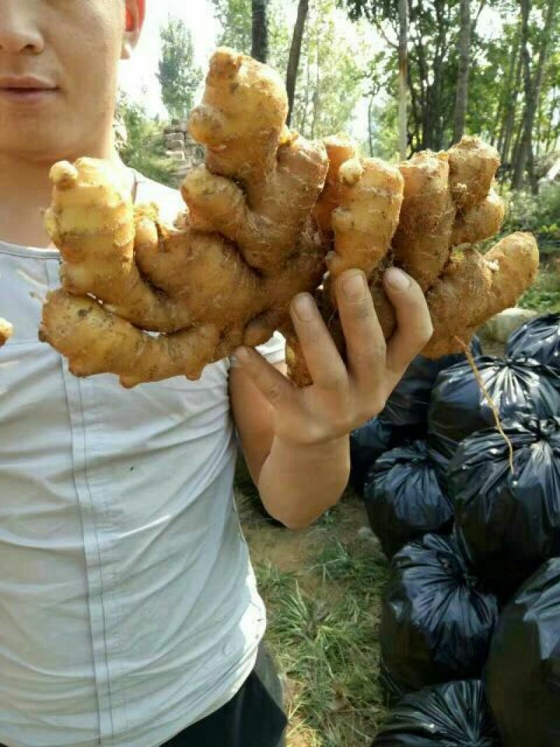 山东大黄姜不带土6两以上保证质量可视频看货