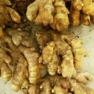 山东大黄姜不带土6两以上保证质量可视频看货