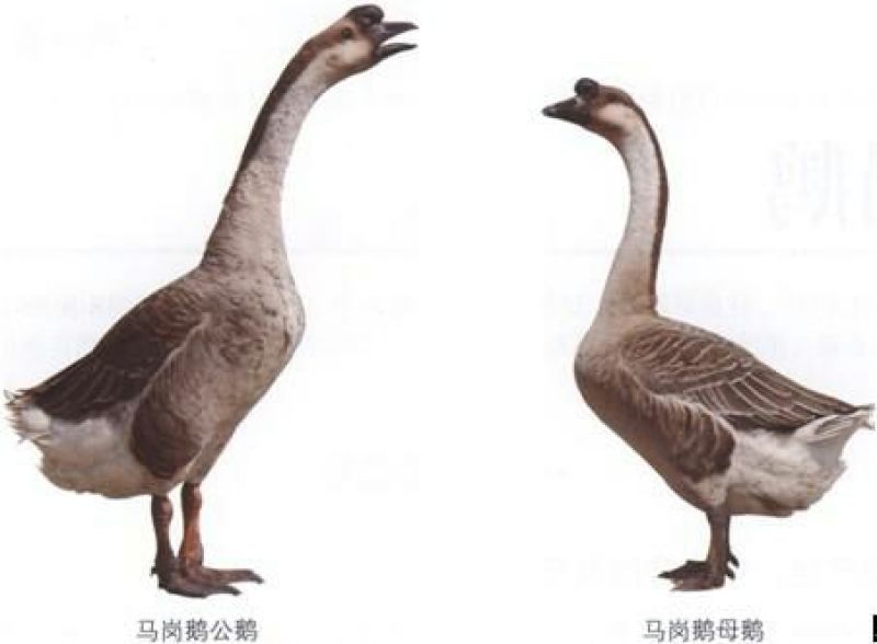 马岗鹅苗250g以下
