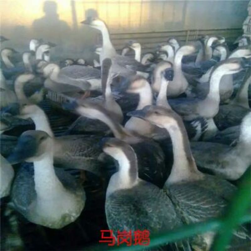 马岗鹅苗250g以下