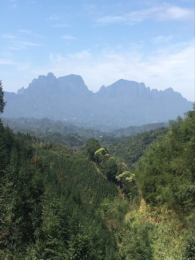 百年大树茶