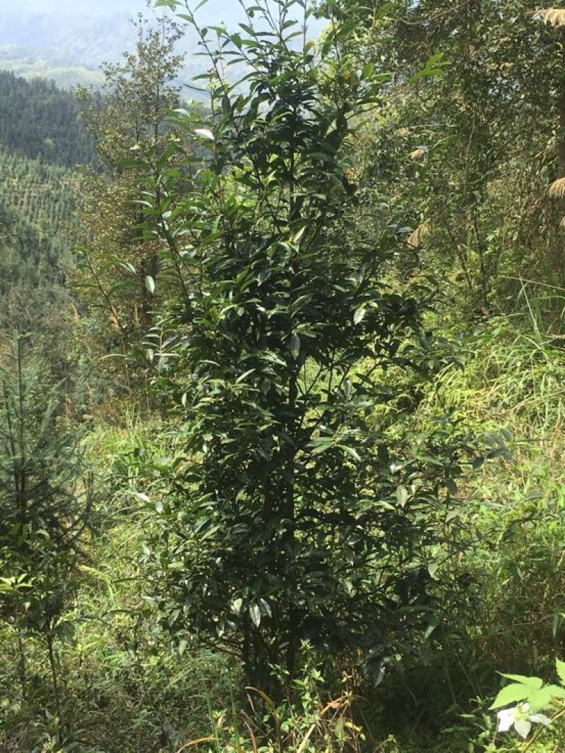 百年大树茶