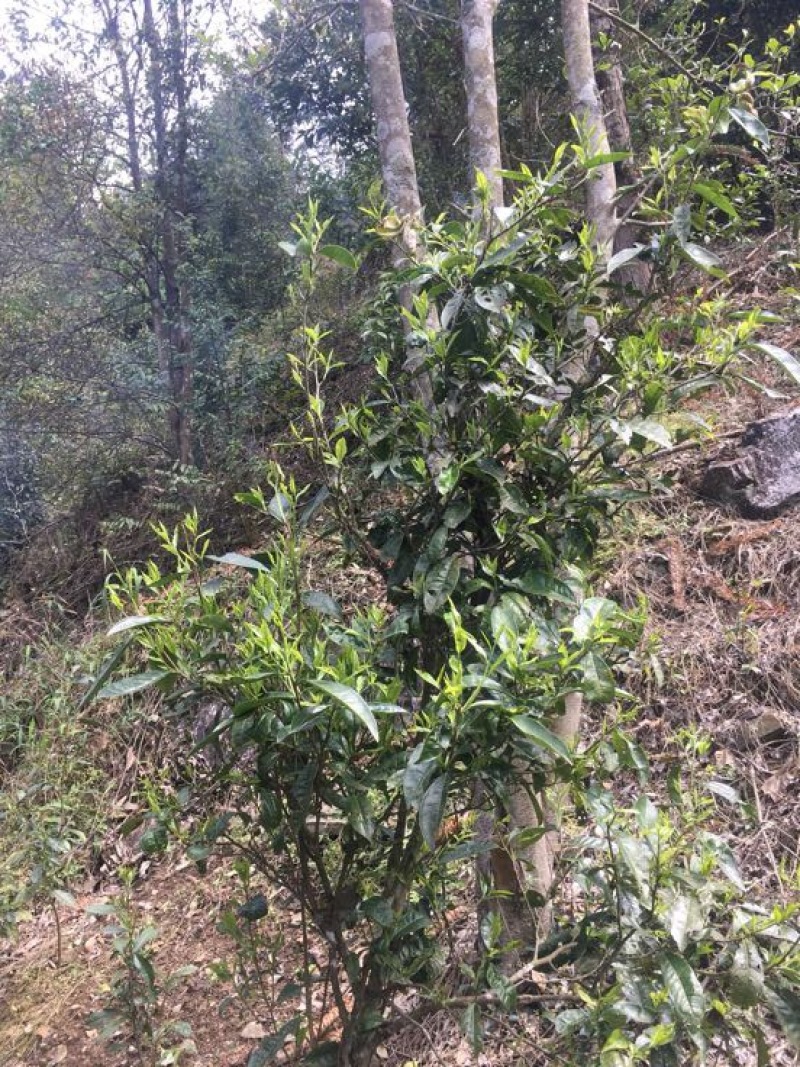 百年大树茶