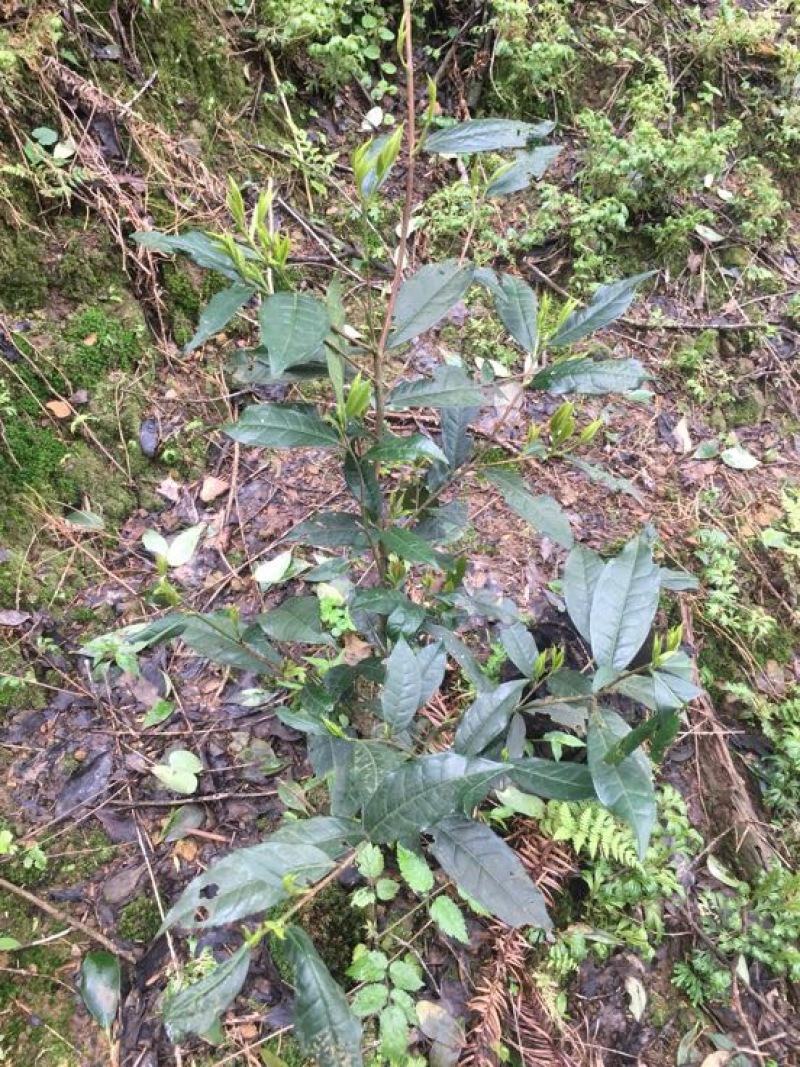 百年大树茶