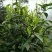 百年大树茶