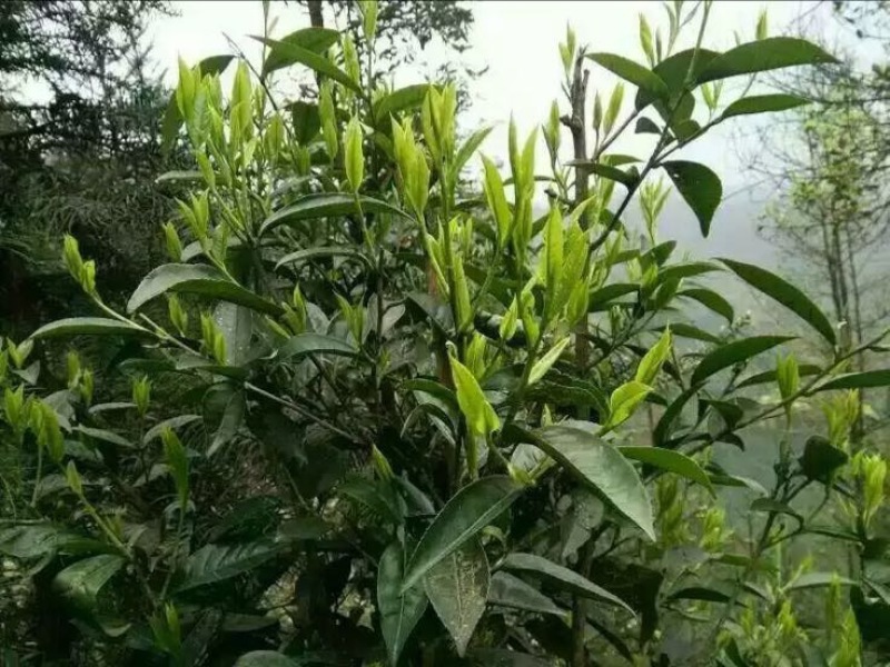 百年大树茶