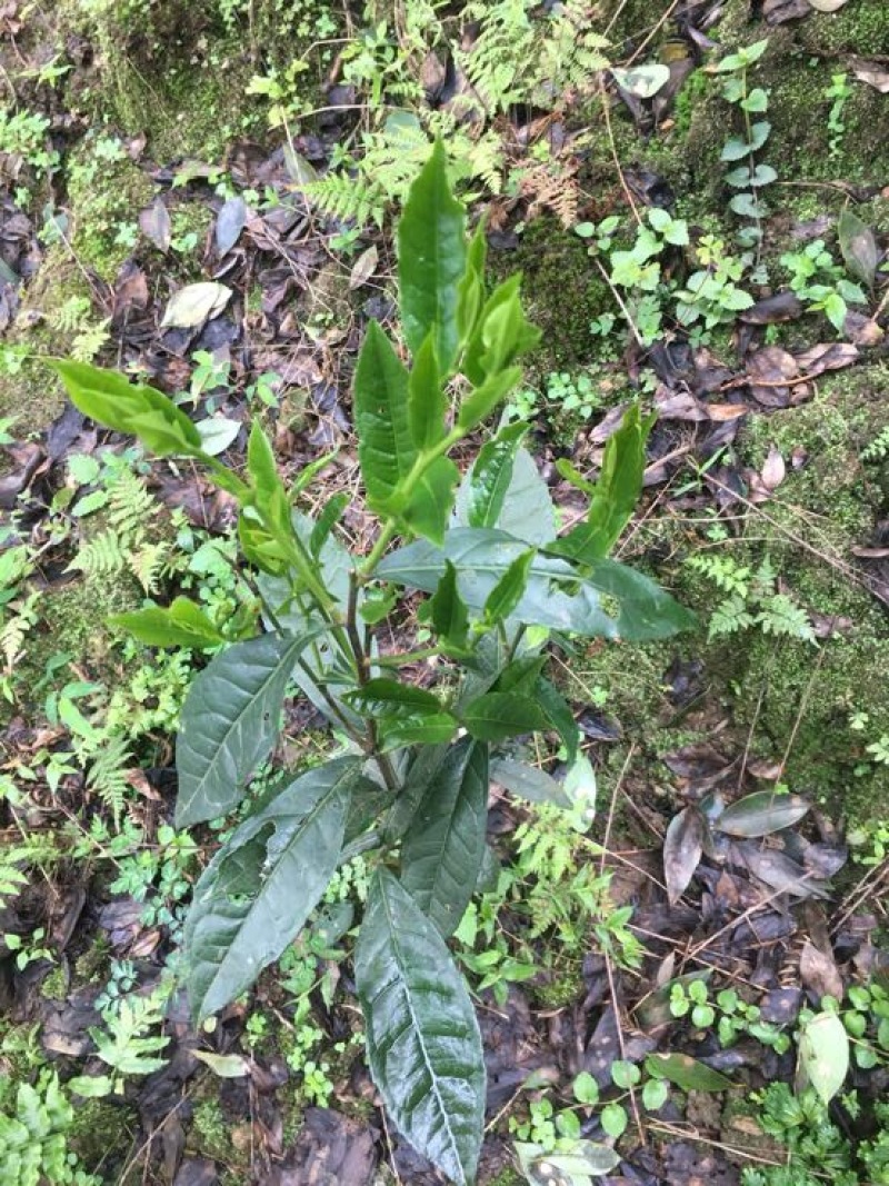 百年大树茶
