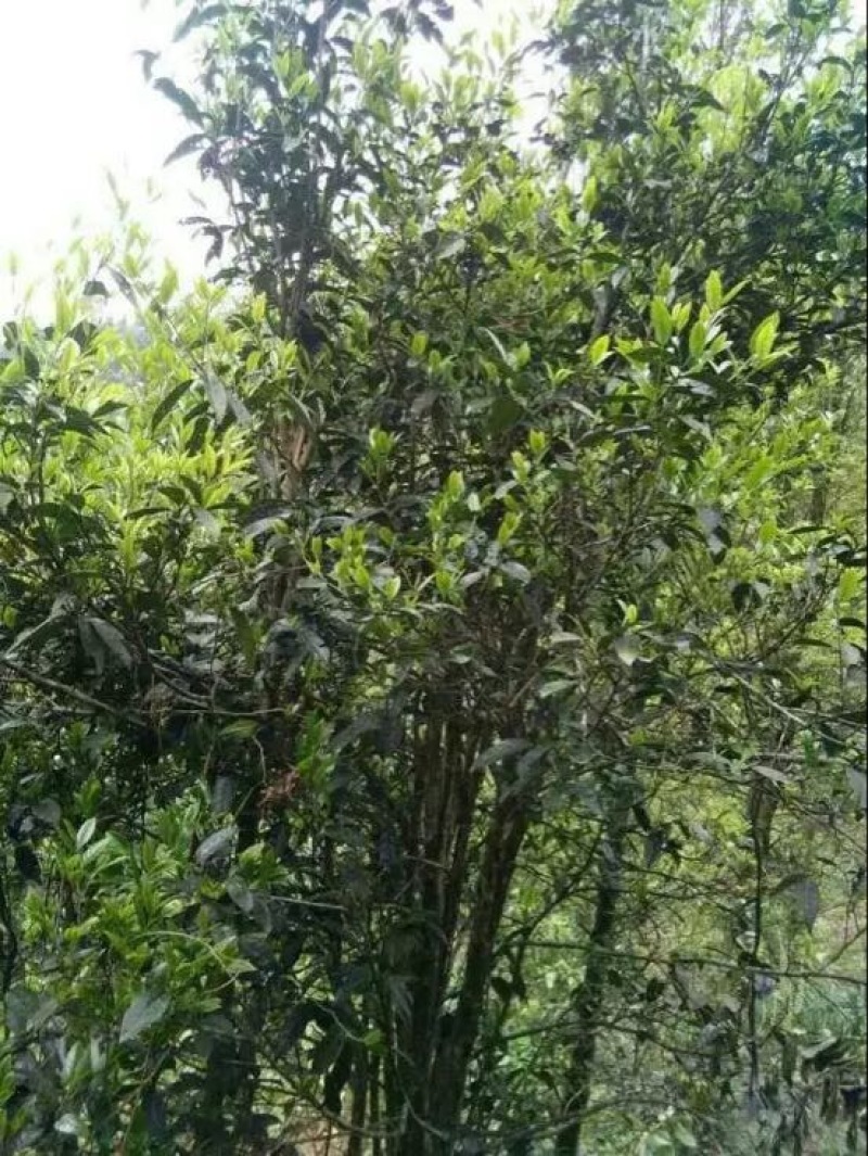百年大树茶