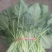 大叶菠菜35~40厘米