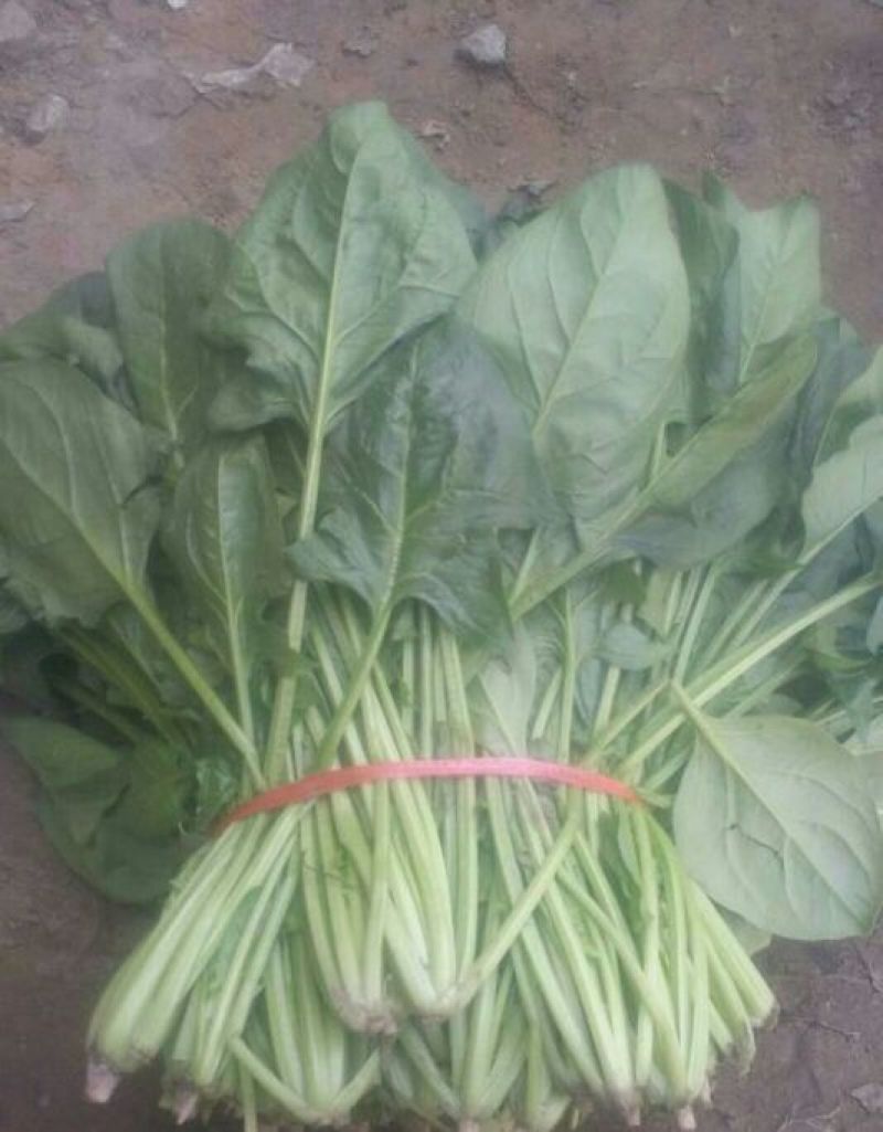 大叶菠菜35~40厘米