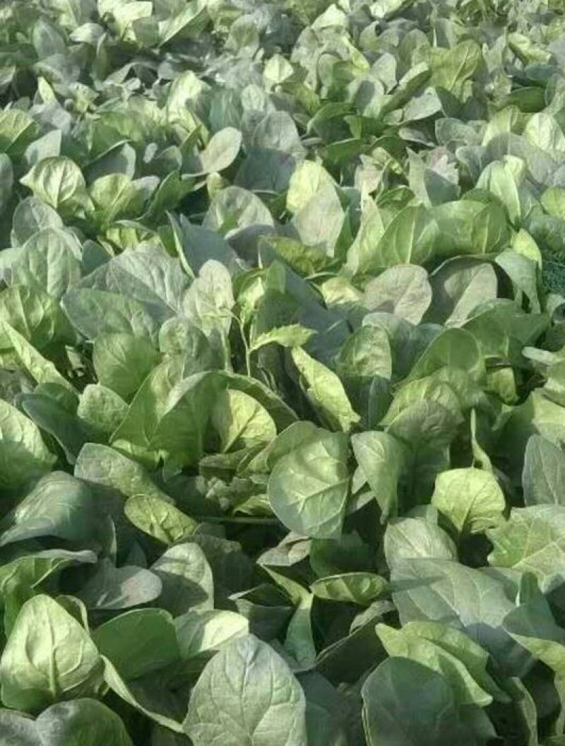 大叶菠菜35~40厘米