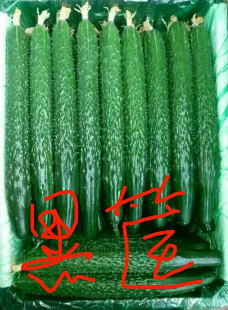 刺黄瓜鲜花带刺22~25公分