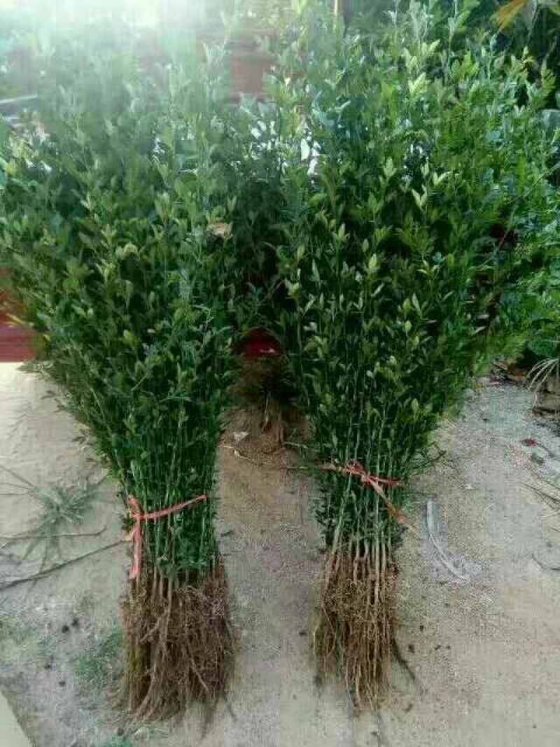 枳壳苗